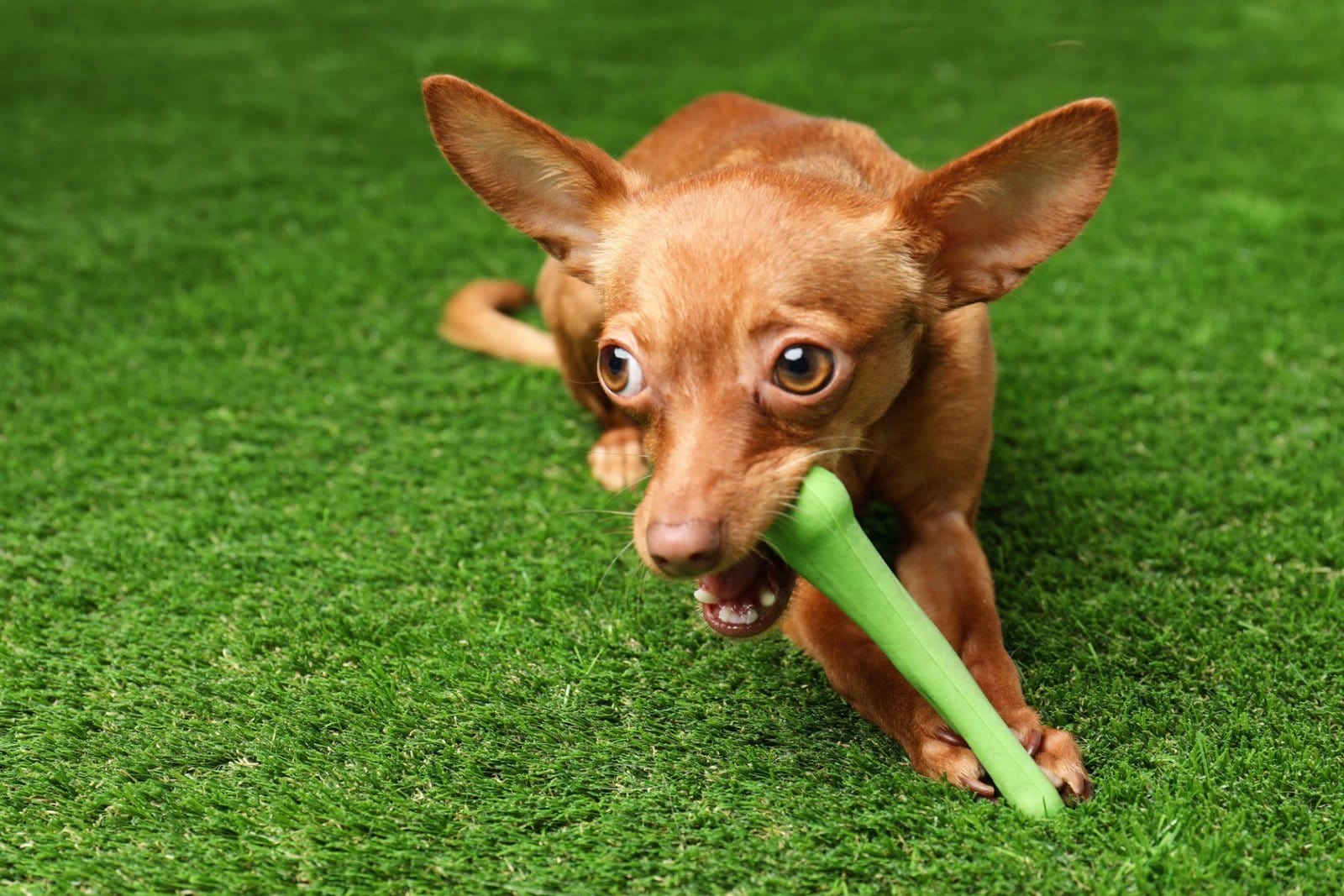 the dog is playing on the fake grass installed by the pros at Scottsdale Artificial Turf