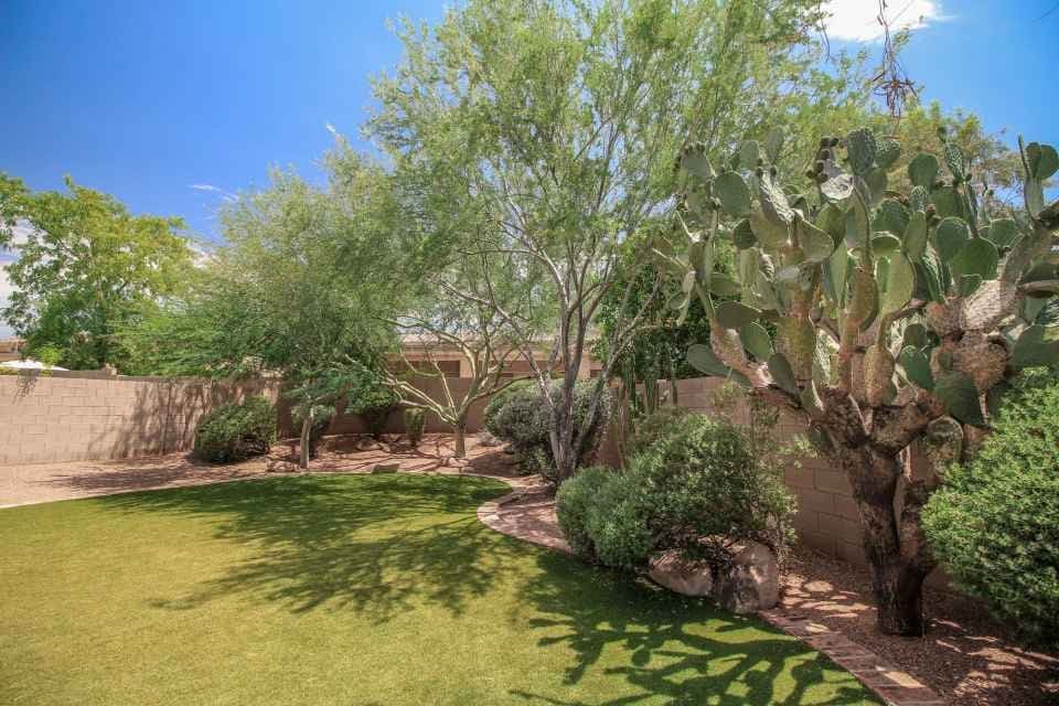 A sunny backyard in Scottsdale, AZ, with a well-maintained lawn of pet-friendly turf, lined with various desert plants including cacti and small trees. The area is enclosed by a stone wall, and the sky is clear and blue, with the sunlight casting shadows of the vegetation on the artificial grass.