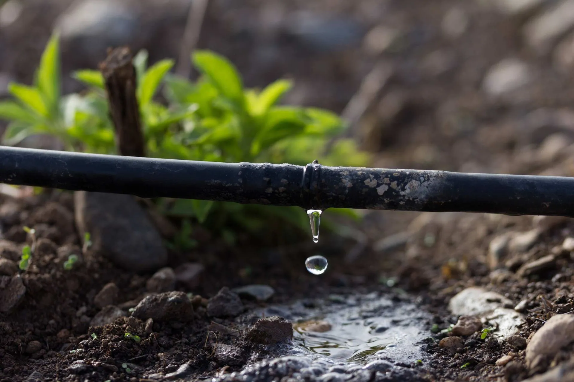 drip irrigation is used for this desert landscaping in Scottsdale, AZ