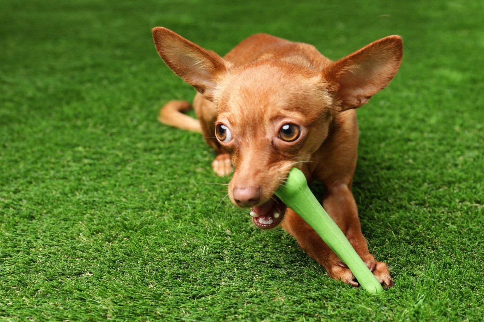 A small brown dog with large ears is playfully chewing on a green toy bone while lying on a lush green lawn, expertly laid by reliable pet turf installers in Scottsdale AZ. The dog's eyes are wide open, and it appears excited and energetic against the vibrant backdrop of Scottsdale artificial turf.